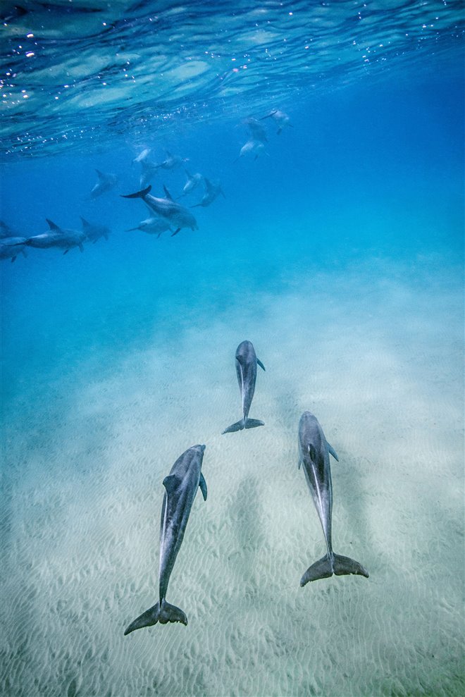 Dolphin Reef (Disney+) Photo 2 - Large