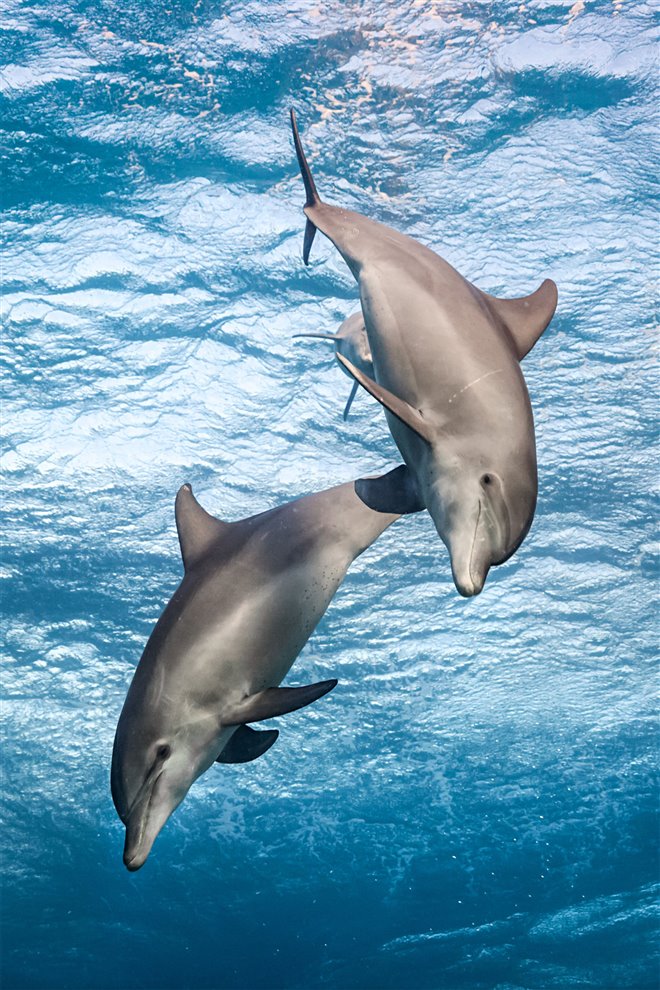 Dolphin Reef (Disney+) Photo 3 - Large