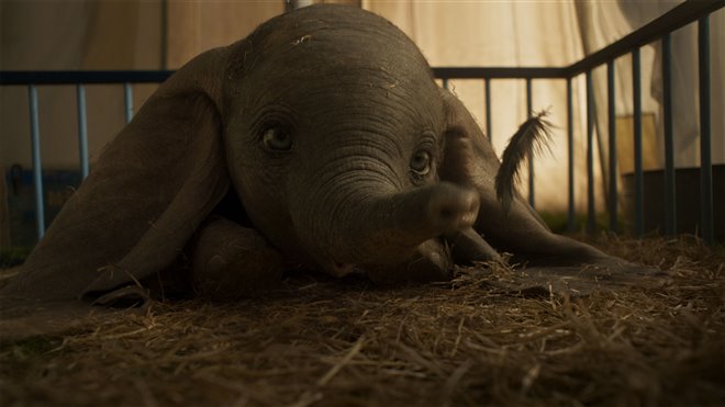 Dumbo (v.f.) Photo 1 - Grande