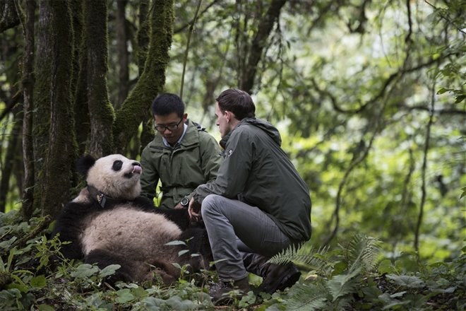 Pandas Photo 8 - Large