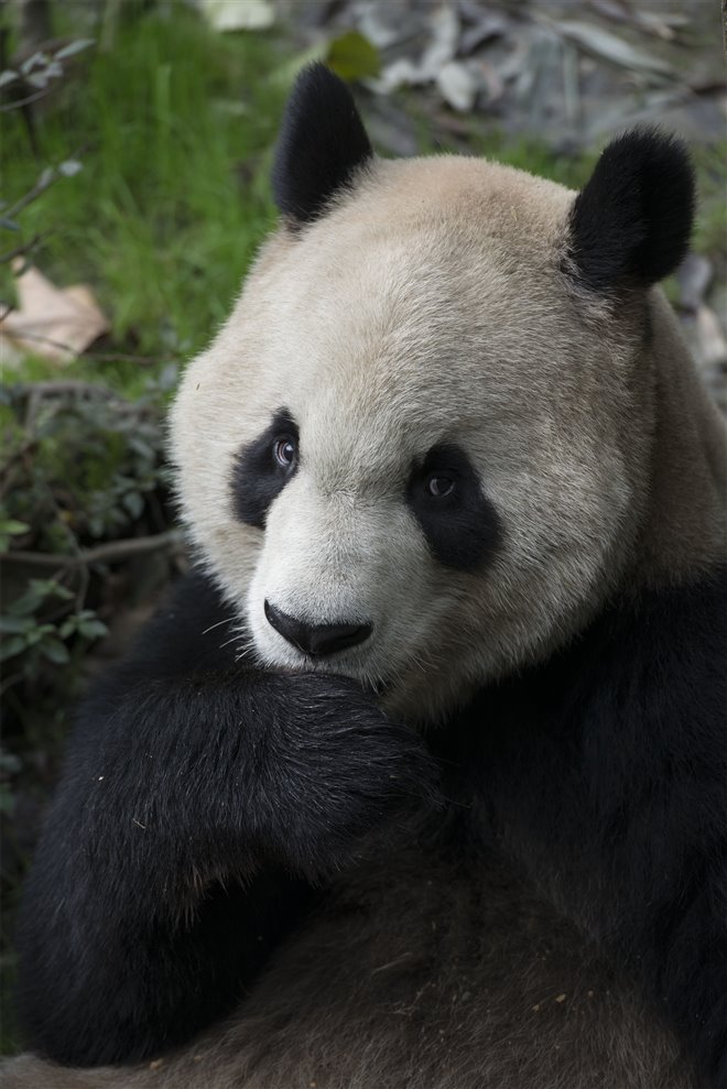 Pandas : L'expérience IMAX Photo 15 - Grande