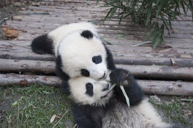 Pandas : L'expérience IMAX Photo 5 - Grande