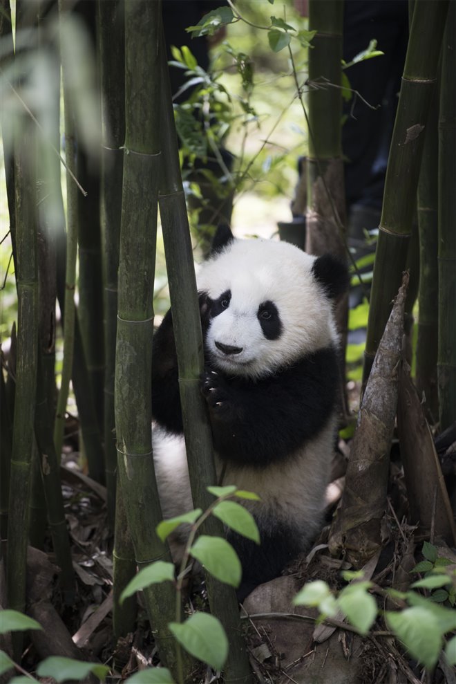 Pandas : L'expérience IMAX Photo 17 - Grande