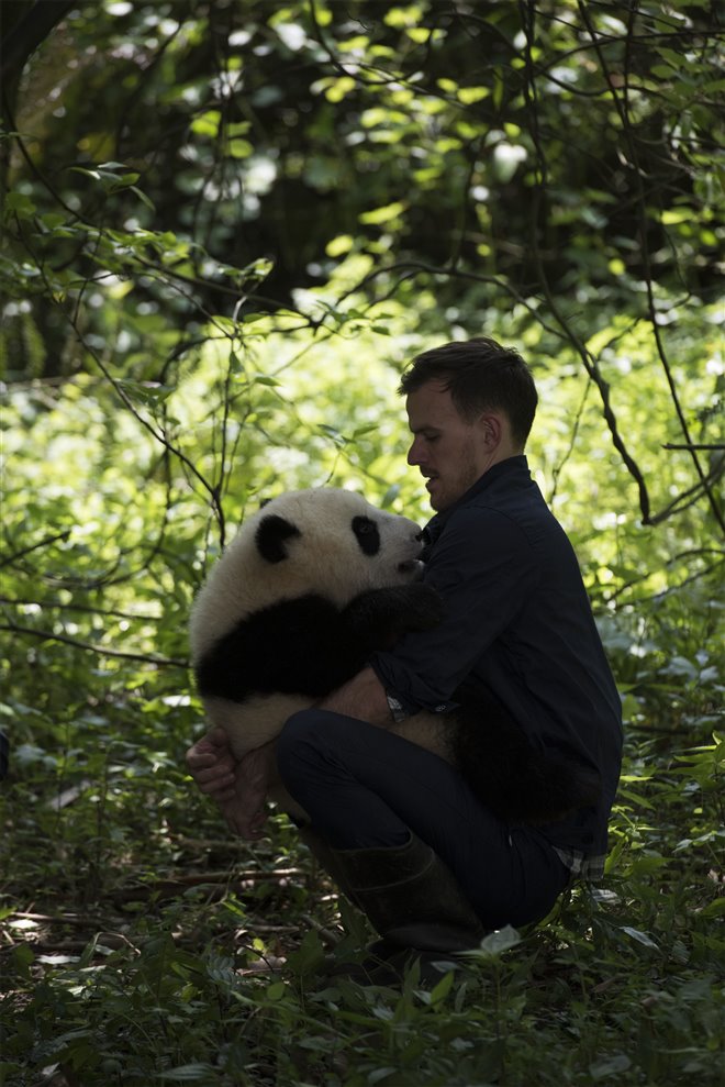 Pandas : L'expérience IMAX Photo 18 - Grande