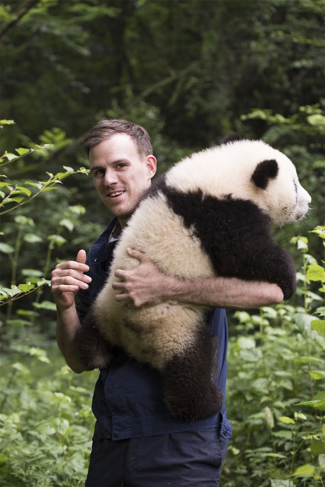Pandas : L'expérience IMAX Photo 20 - Grande