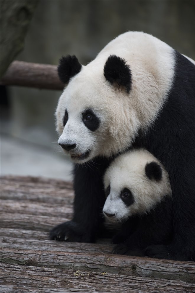 Pandas : L'expérience IMAX Photo 22 - Grande
