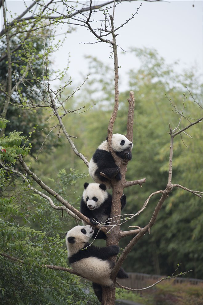 Pandas : L'expérience IMAX Photo 25 - Grande