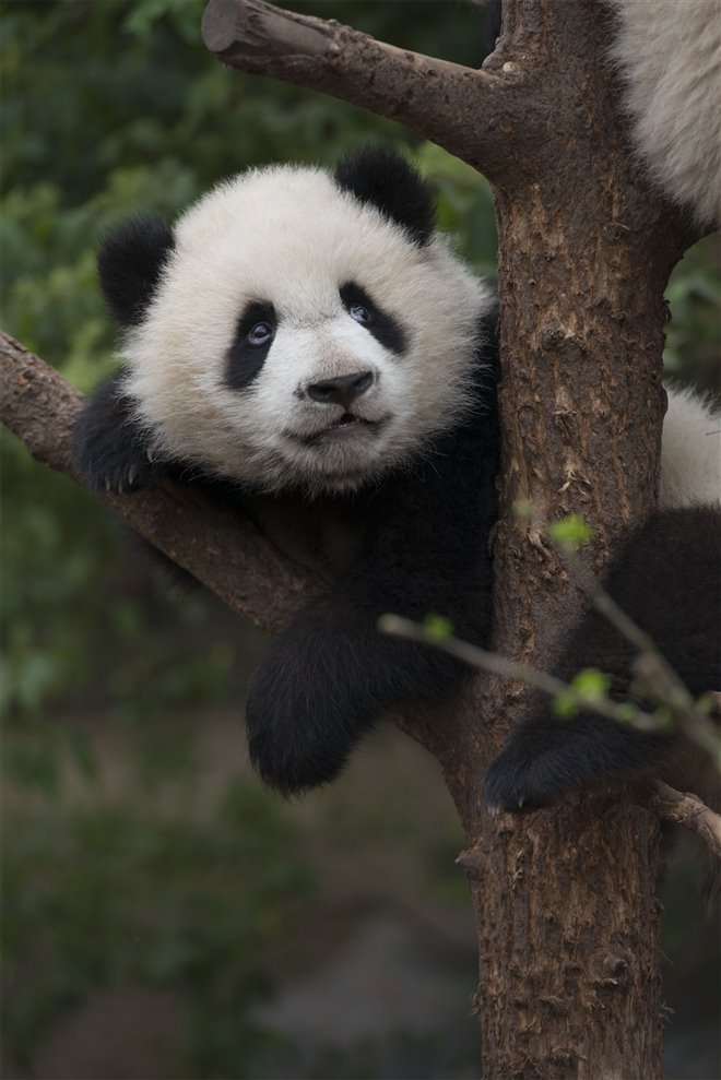 Pandas : L'expérience IMAX Photo 27 - Grande