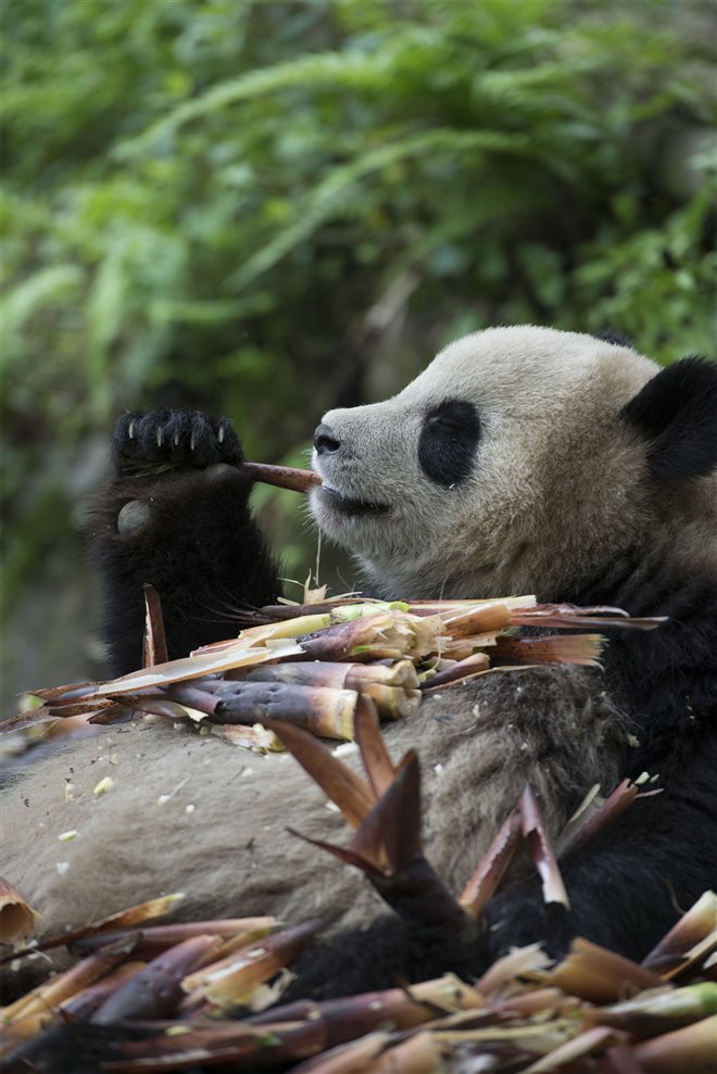 Pandas : L'expérience IMAX Photo 29 - Grande