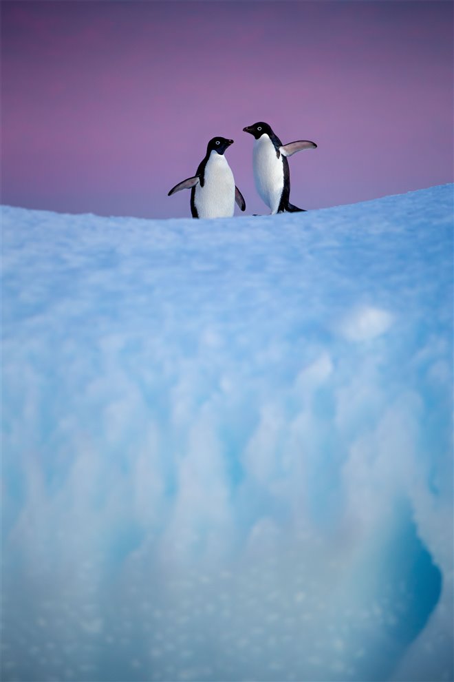 Penguins Photo 19 - Large