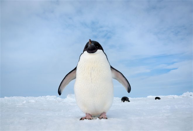 Pingouins Photo 6 - Grande