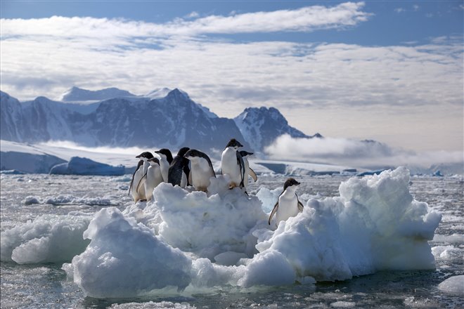 Pingouins Photo 11 - Grande