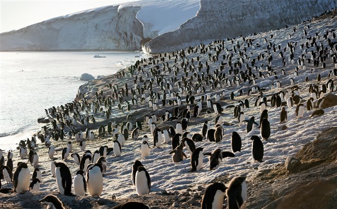 Pingouins Photo 13 - Grande