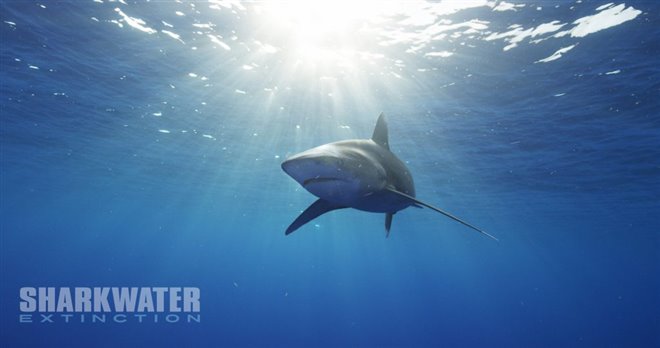 Sharkwater Extinction Photo 12 - Large
