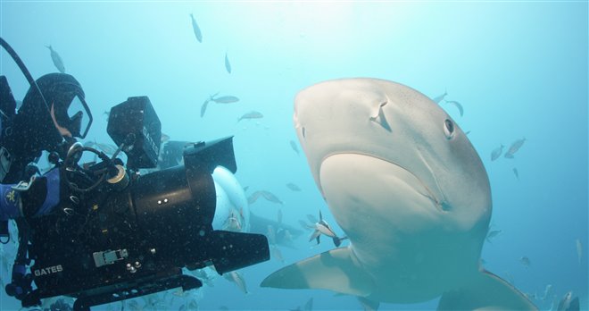 Sharkwater Extinction - Le film Photo 9 - Grande