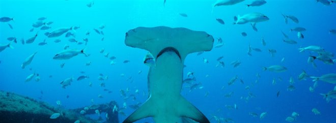 Sharkwater Extinction - Le film Photo 15 - Grande