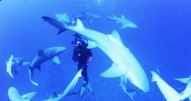 Sharkwater Extinction - Le film Photo 17 - Grande