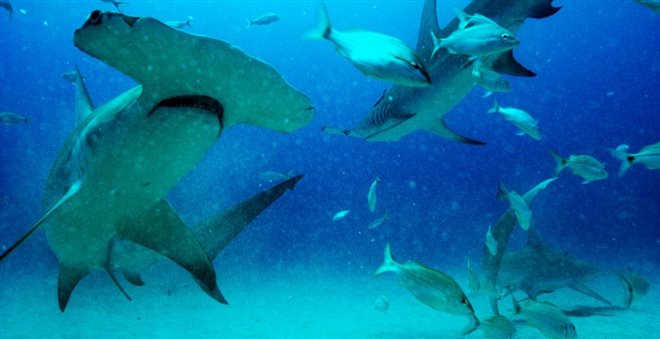 Sharkwater Extinction - Le film Photo 19 - Grande