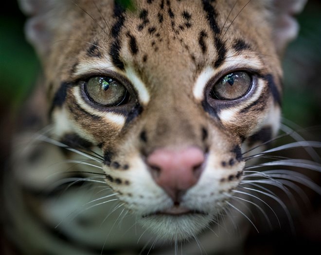 Wildcat (Prime Video) Photo 1 - Large