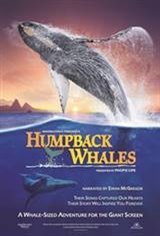 Humpback Whales Poster
