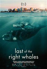 Les dernières baleines noires (v.o.a.s-t.f.) Affiche de film