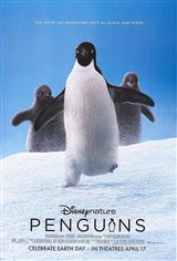 Penguins Affiche de film