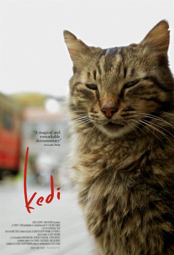 Kedi : Au royaume des chats (v.o.s.-t.f.) Large Poster