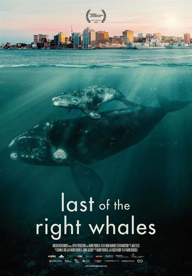 Les dernières baleines noires (v.o.a.s-t.f.) Large Poster
