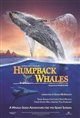 Humpback Whales Poster