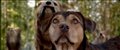 'A Dog's Way Home' Trailer Video Thumbnail