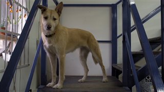 Isle of Dogs Featurette - "An Ode to Dogs on Set" video