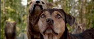 A Dog's Way Home Movie Trailer