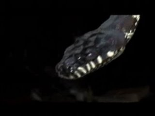 BEHIND THE SCENES OF SNAKES ON A PLANE: SNAKES ON SET Trailer Video Thumbnail