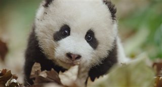 Born in China - Earth Day Trailer Video Thumbnail