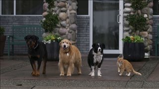 cats-dogs-3-paws-unite-trailer Video Thumbnail