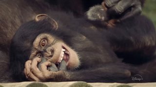 meet-the-chimps-trailer Video Thumbnail