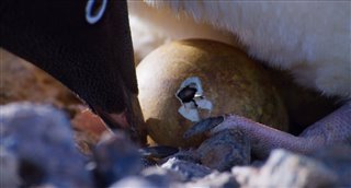 'Penguins' Movie Clip - "New Arrivals" Video Thumbnail