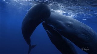 secrets-of-the-whales-trailer Video Thumbnail
